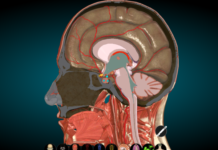 أطلس التشريح Anatomy Learning